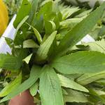 Gongura (Sorrel Leaves)