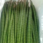 Drumstick(Moringa)