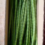 Drumstick(Moringa)