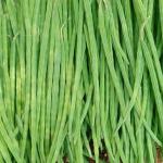 Drumstick(Moringa)