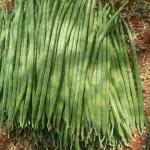 Drumstick(Moringa)